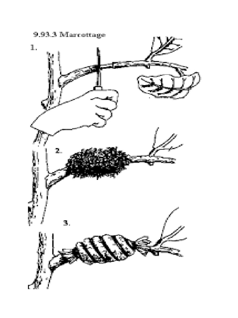 Marcotting and Budding | PDF