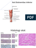 Anatomi Otot Ekcdswfswfcsstremitasecdscdscs Inferior - Pptxedcsdsdcs
