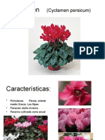 Ciclamen (Cyclamen Persicum)