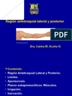 Region Antebraquial Lateral y Posterior