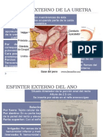 Esfínteres y músculos del perineo: anatomía y relaciones