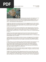 Download Cara Praktis Budidaya Jamur Tiram by Mas_Iqbal_Ganteng SN26798032 doc pdf