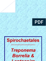 Treponema Borrelia Leptospira