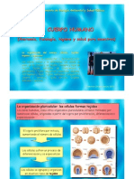 1 Sem 2 Tejidos Clase Preparada PDF