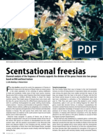 103461184 Scentsational Freesias