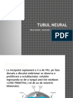 Tubul Neural