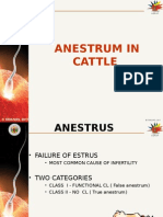 Anestrum Edited