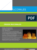 Mucorales