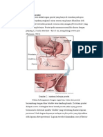 Anatomi Histologi Kelenjar Prostat
