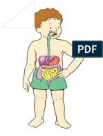 Gráfico Del Sistema Digestivo PDF