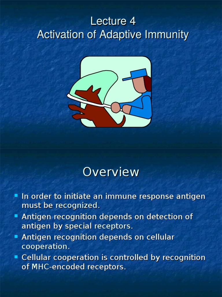 Activation of Adaptive Immunity | PDF | Antigen | B Cell