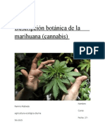 Maxito y Su Trabajo de La Marihuana