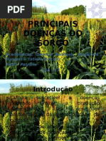 Trabalho de Doenças Do Sorgo