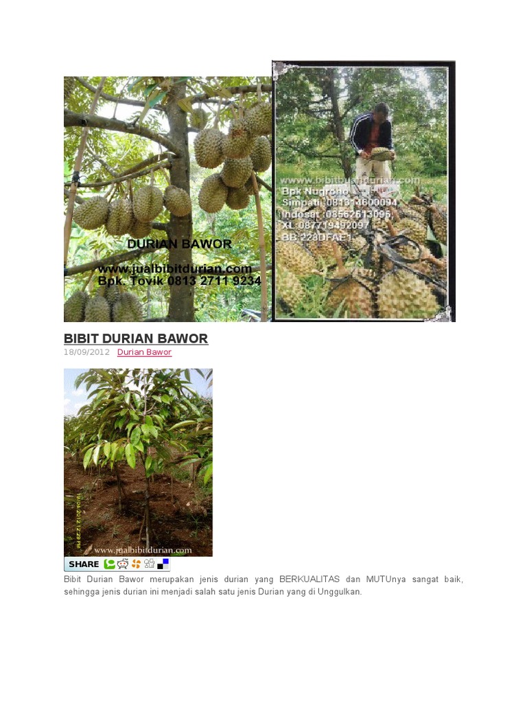 Kertas Kerja Tanaman Durian Musang King Bibit Unggul