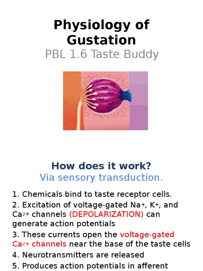 Understanding Gustation Physiology | PDF