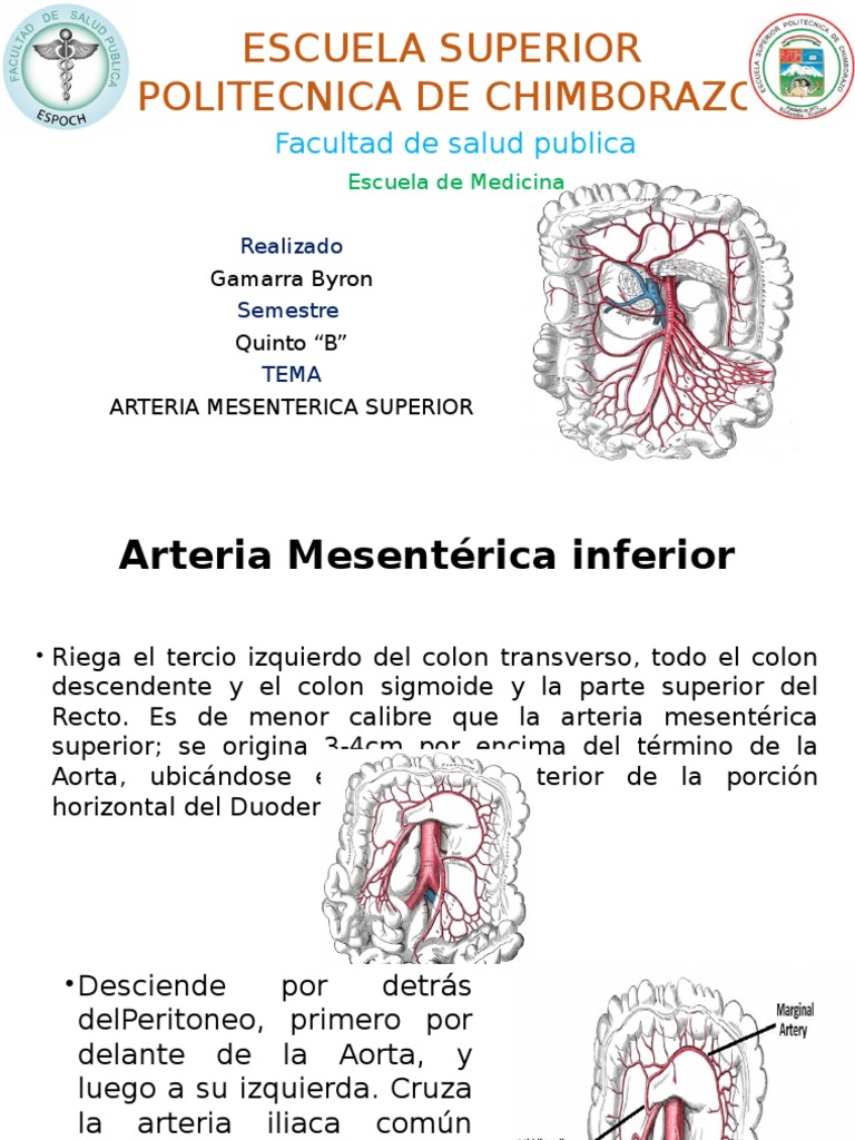 Arteria Mesentérica Inferior y Ramas | PDF | Intestino grueso | Aorta