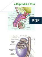 Sistem Reproduksi Pria