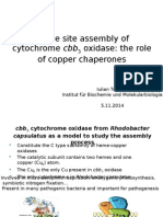 Active Site Assembly of Cytochrome Cbb3 Oxidase