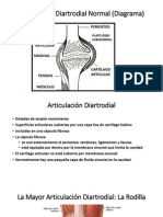 Estructura Articular Normal. 2015