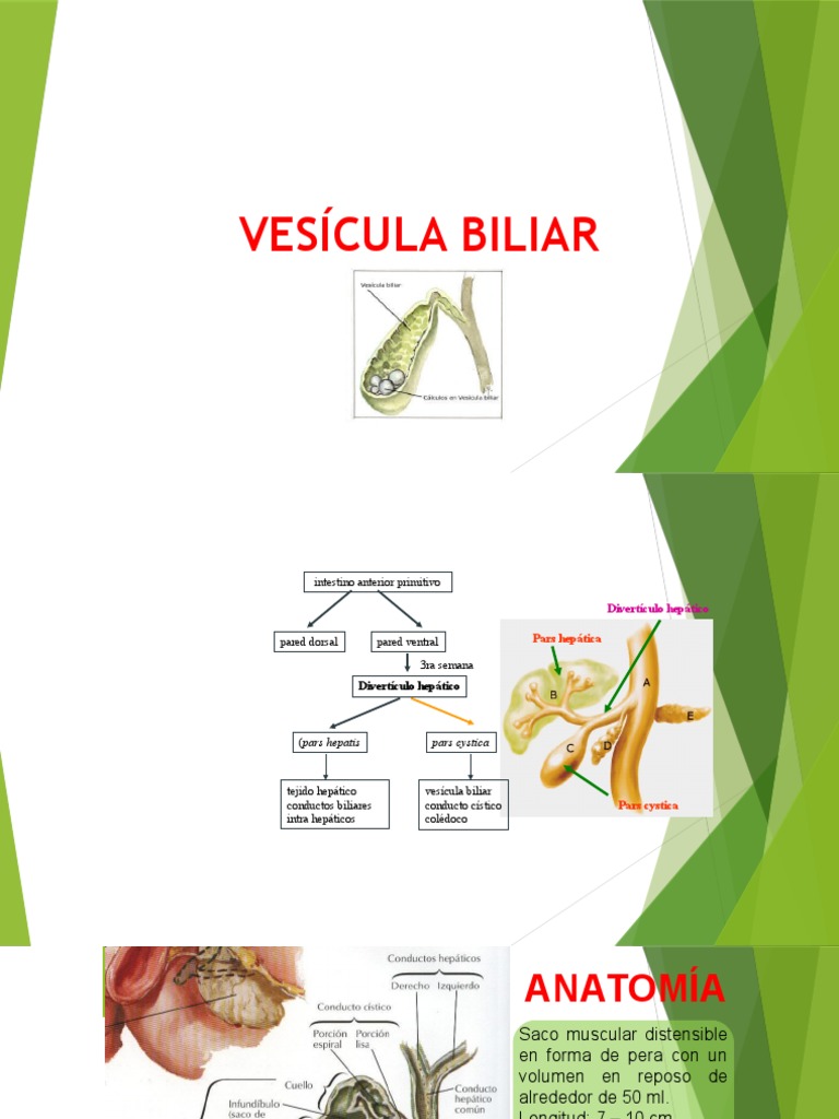 Concepto Cáncer Vesícula Inflamación Sistema Digestivo Dolor Abdominal Las  Células Vector de stock #592575340 de ©Pikovit, image size:768x1024