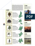 Arboles de Clima Seco