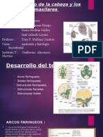 DESARROLLO DE A CABEZA Y LOS MAXILARES.pptx