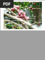 Arquitetura do ciclo do cafe