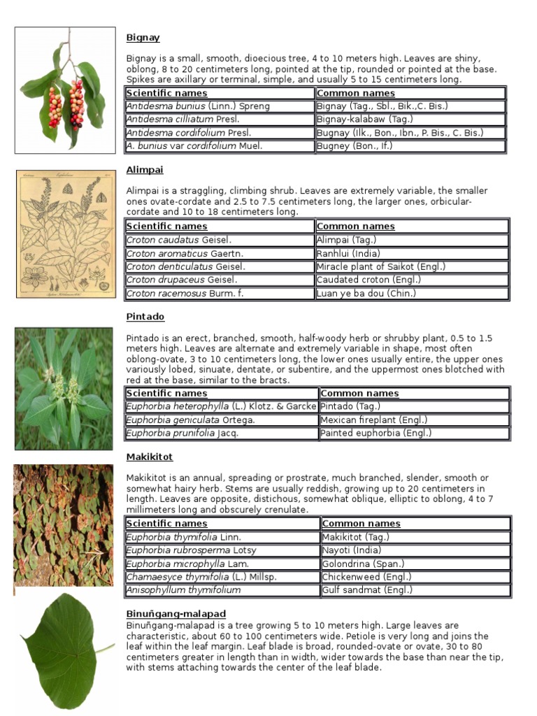 Medicinal Plants | PDF | Plants | Botany