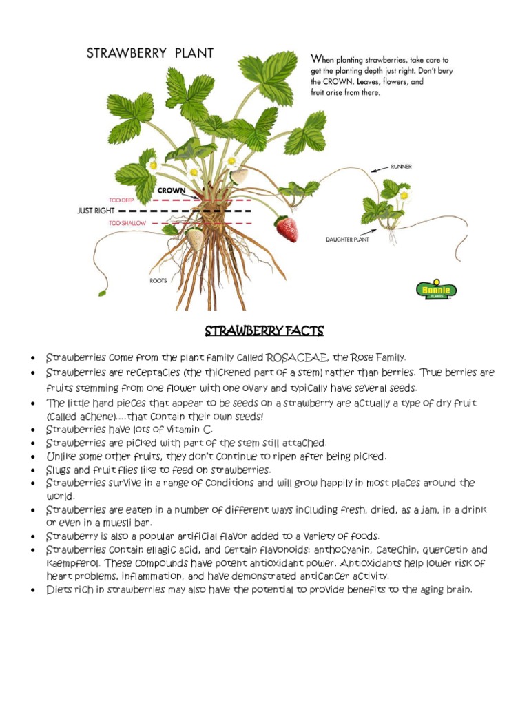 strawberries science Strawberry Osmosis