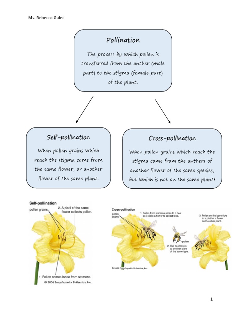 Understanding Pollination Methods | PDF