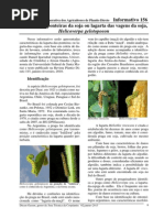 Helicoverpa gelotopoeon