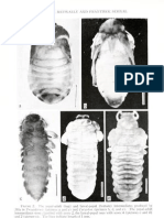 Comparative Population Growth and Losses Cause by Beetle Trogoderama Granarium (Everts) To Selected Past and Present Wheat Genotypes