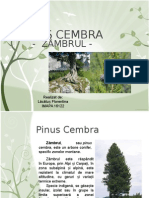 2.pinus Cembra