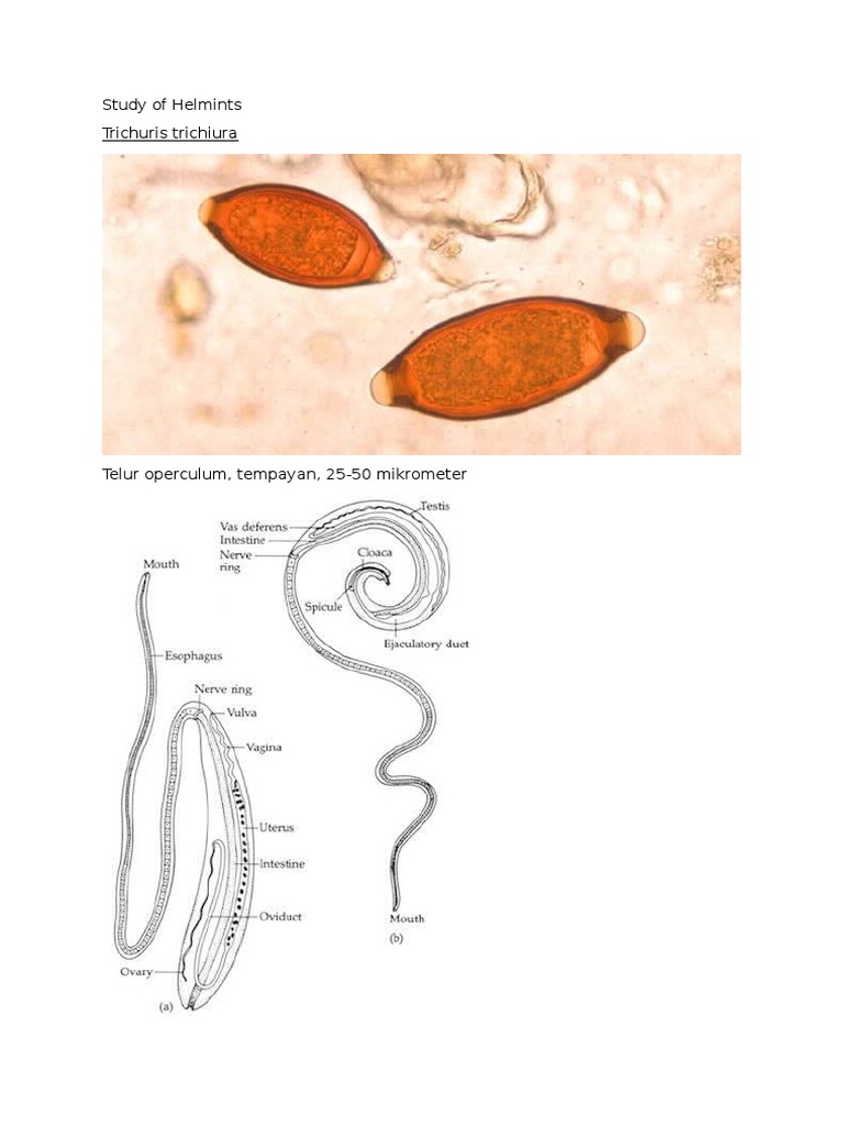 Holy Trinity of Helminth Parasitology | PDF