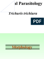 Trichuris trichiura 