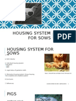 Housing System for Sows