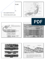 Fisiologia Muscular