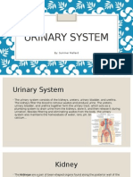 Urinary System