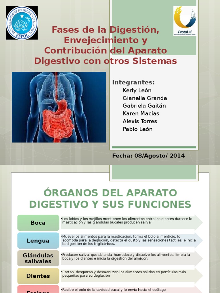 Fases de La Digestion | PDF | Digestión | Sistema digestivo humano