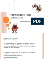 Picaduras Por Insectos