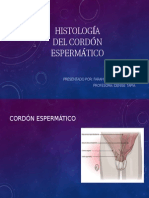 Histología Cordon Espermatico