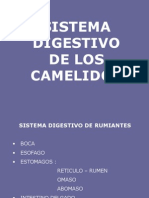 Digestion Camelidos