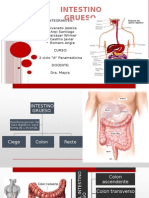 Intestino grueso Anatomía y Fisiología