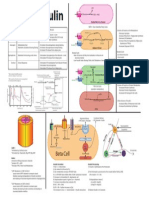 Intro to Insulin