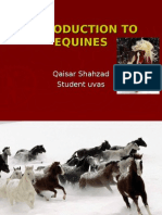 Introduction Classification, Care of Equines