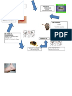 Cadena Epidemiologica de Peste