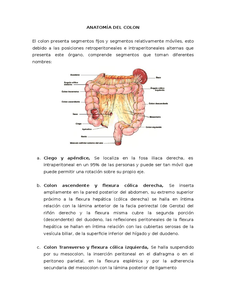 Volvulos de Colon | PDF | Intestino grueso | Estreñimiento