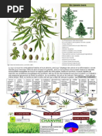 Download Herboristerie - Le CHANVRE Cannabis sativa L by Geoffroy Coutellier SN268985882 doc pdf
