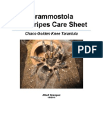 Chaco Golden Knee Grammostola Pulchripes Care Sheet by Albert Abarquez