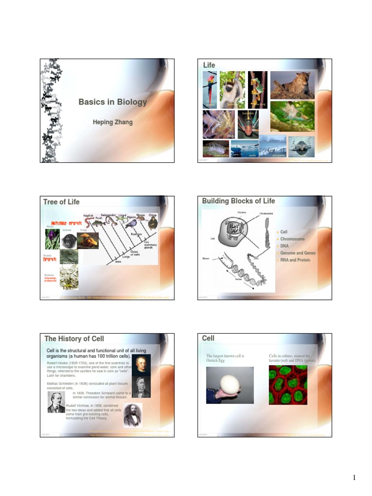 Biology | PDF | Mitosis | Meiosis